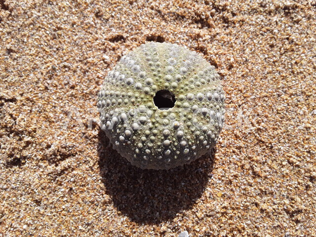 قنفذ بحر على شاطئ البحر , كائنات بحرية , رمال ذهبية , قوقعة , خلفية الطبيعة .