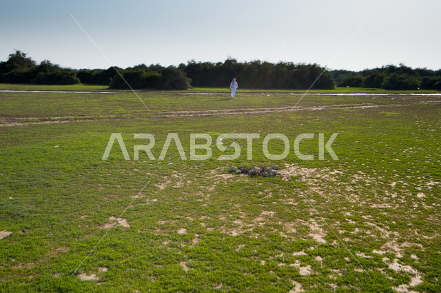 رجل عربي خليجي قطري يتجول في محمية الريم شمال قطر، محمية طبيعية، الاشجار والنباتات الخضراء، الطبيعة الخضراء، خلفية الطبيعة