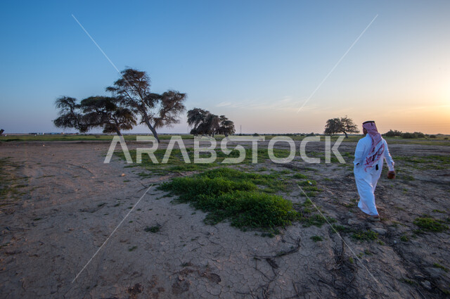 صورة من الخلف لرجل عربي خليجي قطري يتجول في روضة العطورية شمال قطر، الاشجار والنباتات الخضراء، الطبيعة الخضراء، خلفية الطبيعة