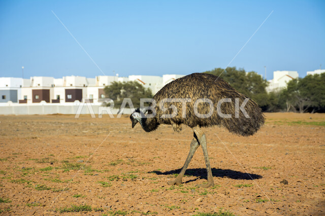 Emu bird on an emu breeding farm, nature reserve, pet bird breeding ...