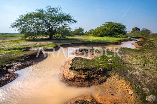الاشجار والنباتات الخضراء في روضة الغاف بالوكرة في قطر، غاف مكين، الطبيعة الخضراء، نهر مائي بين الاشجار، مناظر طبيعية، خلفية الطبيعة
