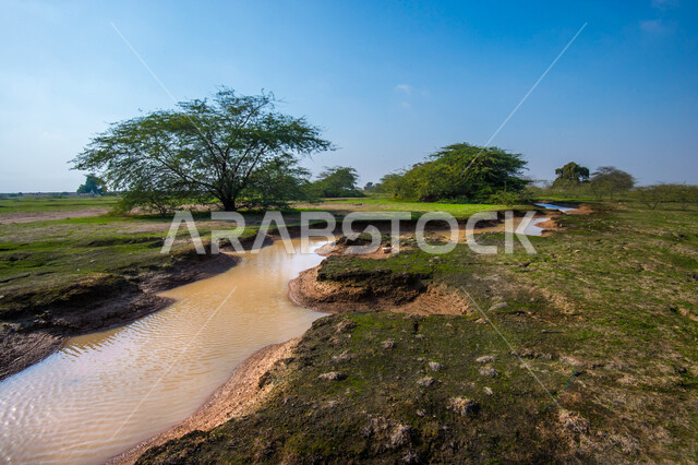الاشجار والنباتات الخضراء في روضة الغاف بالوكرة في قطر، غاف مكين، الطبيعة الخضراء، نهر مائي بين الاشجار، مناظر طبيعية، خلفية الطبيعة