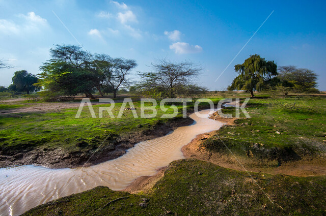 الاشجار والنباتات الخضراء في روضة الغاف بالوكرة في قطر، غاف مكين، الطبيعة الخضراء، نهر مائي بين الاشجار، مناظر طبيعية، خلفية الطبيعة