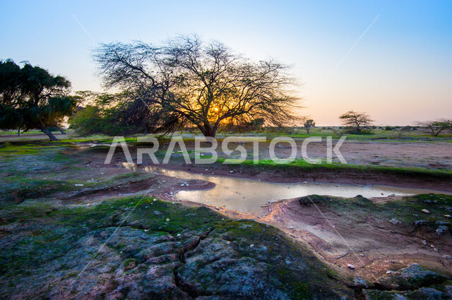 الاشجار والنباتات الخضراء في روضة الغاف بالوكرة في قطر وقت غروب الشمس، غاف مكين، الطبيعة الخضراء، نهر مائي بين الاشجار، مناظر طبيعية، خلفية الطبيعة
