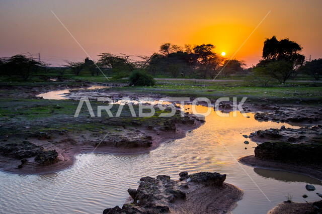 الاشجار والنباتات الخضراء في روضة الغاف بالوكرة في قطر وقت غروب الشمس، غاف مكين، الطبيعة الخضراء، نهر مائي بين الاشجار، مناظر طبيعية، خلفية الطبيعة