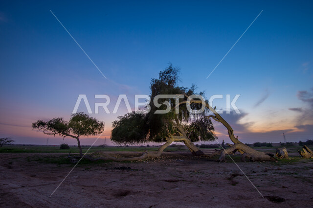 الاشجار والنباتات الخضراء، جذوع الاشجار، الطبيعة الخضراء، مناظر طبيعية، خلفية الطبيعة