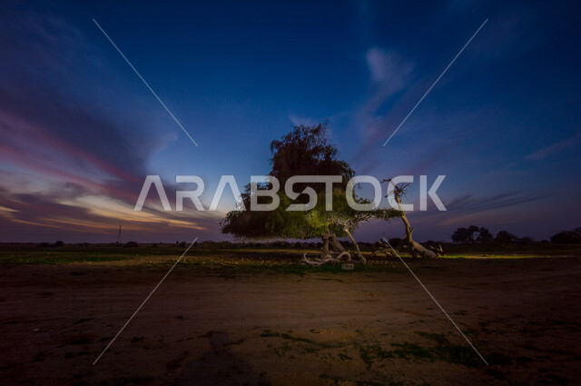Green trees and plants, tree trunks, green nature, landscapes, nature background