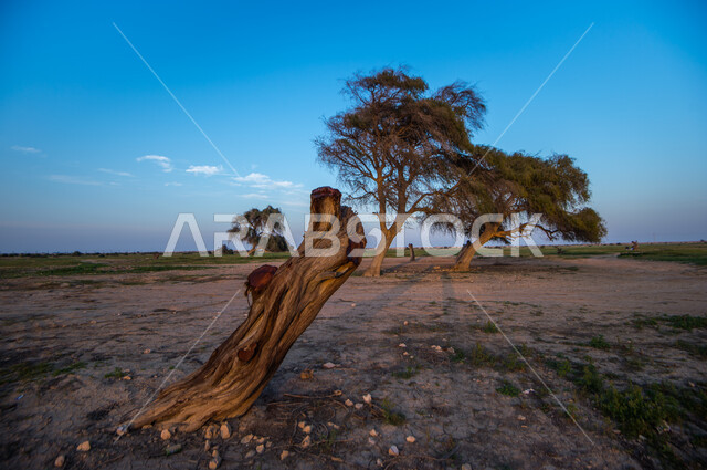 الاشجار والنباتات الخضراء، جذوع الاشجار، الطبيعة الخضراء، مناظر طبيعية، خلفية الطبيعة