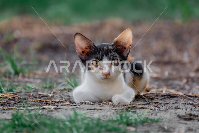 صورة مقربة لقط صغير يجلس على الارض، حيوان بري، حيوانات أليفة، حيوان ثديي، حيوانات برية أليفة 