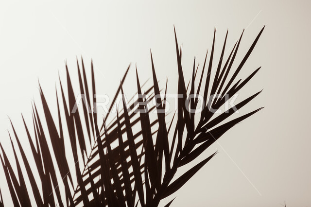 صورة مقربة لسعف النخيل، اوراق النخيل، شجرة النخيل