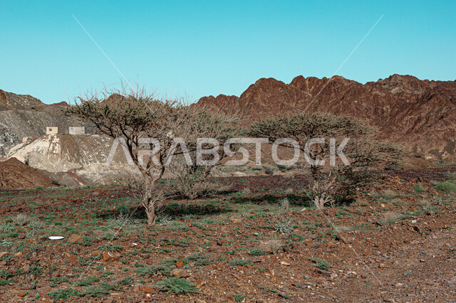 اشجار الاكاسيا الصحراوية، الجبال والمرتفعات، مناظر طبيعية، الاشجار والنباتات الخضراء، الطبيعة الصحراوية
