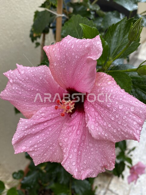. Close-up of a wonderfully fragrant pink rose in the picturesque nature, the beauty of nature, flower cultivation, dew-covered flowers