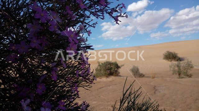 صورة مقربة لمجموعة من الأزهار في الصحراء والسماء تتناثر فيها الغيوم .