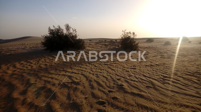 صورة مقربة للطبيعة في الصحراء والشمس ساطعة، الطبيعة في المملكة، البيئة الصحراوية، خلفيات طبيعية .