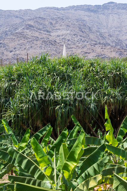 المرتفعات الجبلية في منطقة الباحة بالمملكة العربية السعودية ، جبال الباحة ، الأشجار الطبيعية ، التضاريس الجبلية ، خلفية الطبيعة