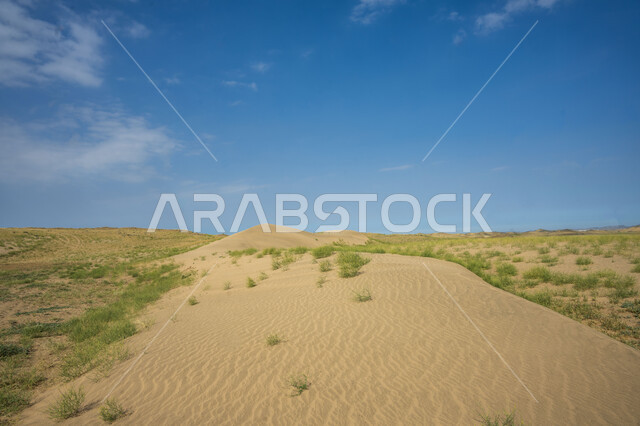 الكثبان الرملية في المناطق الصحراوية، النباتات الخضراء، الرمال الناعمة، الطبيعة الصحراوية