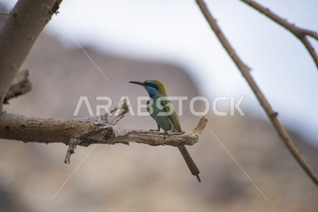 طائر الطنان على غصن الشجرة ، طيور برية ، خلفية لطائر الطنان
