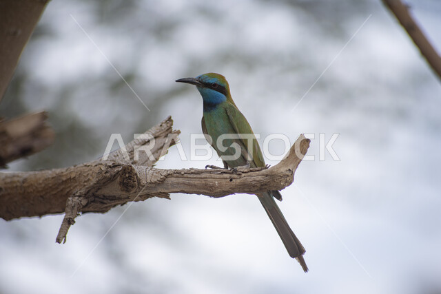 طائر الطنان على غصن الشجرة ، طيور برية ، خلفية لطائر الطنان