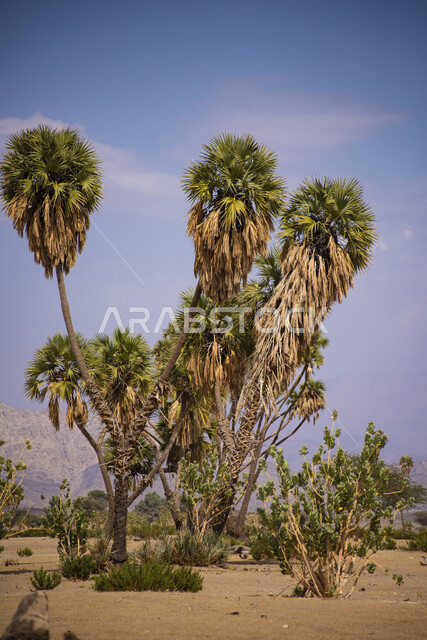 محمية طبيعية ، أشجار نخيل الدوم ، خلفية الطبيعة ، النباتات والأشجار الطبيعية ، الطبيعة الصحراوية، ، شجرة الدوم