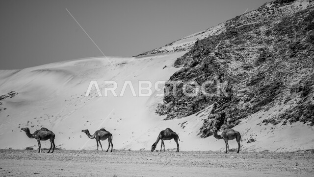 A group of camels in the middle of the desert, black and white photo, camel and camel breeding, desert environment