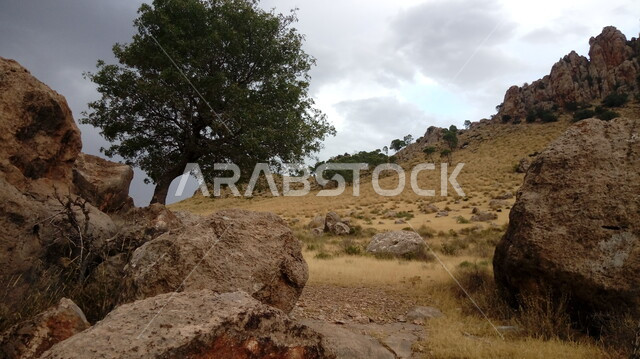 المناطق الصحراوية في المملكة , البيئة الصحراية , نباتات برية وصخور  , خلفية الطبيعة 