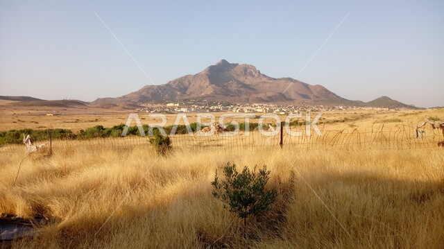 الاشجار و السنابل  والنباتات الخضراء في المناطق الزراعية بالمملكة العربية السعودية، الجبال والهضاب الخضراء ، جمال الطبيعة الخلابة ، خلفية الطبيعة