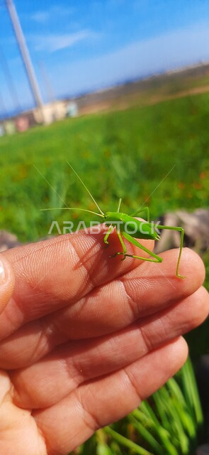 صورة مقربة لجندب اخضر على يد رجل، الطبيعة الخضراء، خلفية الطبيعة، حشرة فقارية، اكل النباتات، جرادة خضراء