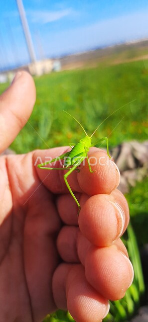 صورة مقربة لجندب اخضر على يد رجل، الطبيعة الخضراء، خلفية الطبيعة، حشرة فقارية، اكل النباتات، جرادة خضراء