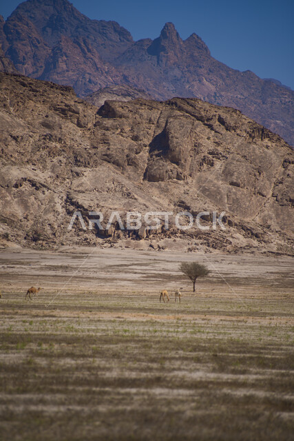 الجبال والمرتفعات في المناطق الصحراوية، شجرة وسط الصحراء، النباتات الصحراوية، التكوينات الصخرية، الجبال الصخرية، مناظر طبيعية، التضاريس الصحراوية، الطبيعة الصحراوية