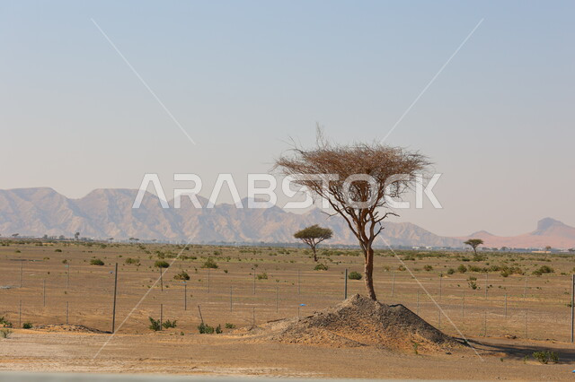 الاشجار والنباتات الصحراوية، الجبال والمرتفعات في المناطق الصحراوية، شجرة وسط الصحراء، مناظر طبيعية، التضاريس الصحراوية، الطبيعة الصحراوية