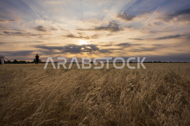 رجل يقف وسط حقل زراعي، ارض زراعية، السماء الملبدة بالغيوم وقت غروب الشمس، مناظر طبيعية، خلفية الطبيعة