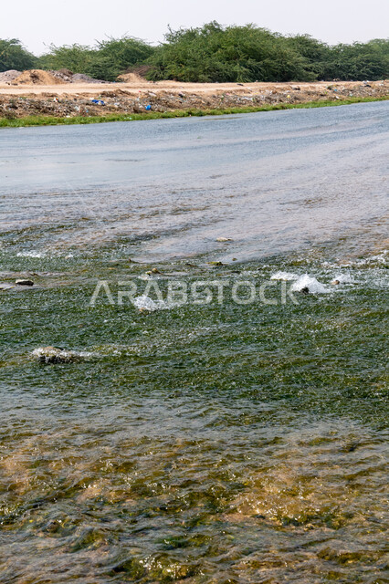 تيار المياه النقي في الوادي الاخضر بجدة في المملكة العربية السعودية، الاشجار والنباتات الخضراء، الوادي الاخضر، نهر جدة، مجرى المياه، مناظر طبيعية، خلفية الطبيعة