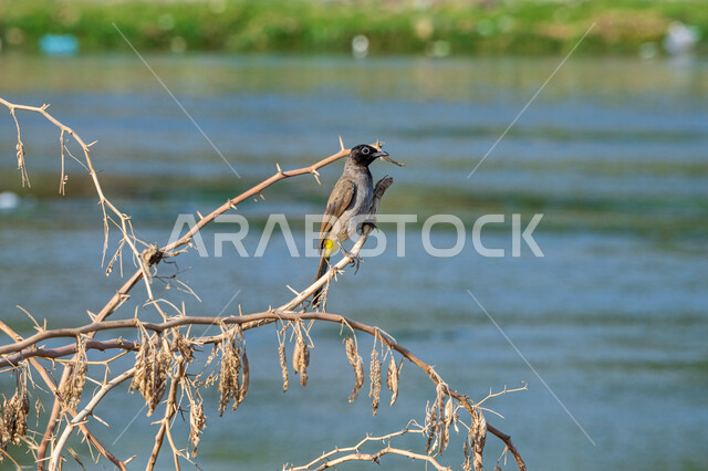 طائر العندليب على أغصان الأشجار، بحيرة مائية، طيور مهاجرة، طائر البلبل، طيور برية، محمية طبيعية، تربية الطيور