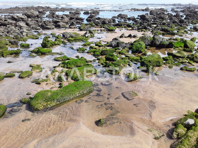 الصخور والطحالب على شاطئ البحر، امواج البحر، الصخور البحرية، الطبيعة البحرية، رمال البحر، مناظر طبيعية، خلفية الطبيعة