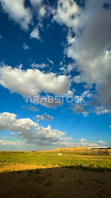 نباتات عشبية خضراء في المناطق البرية، السحب البيضاء في السماء، مناظر طبيعية، السماء الزرقاء، مناظر طبيعية، خلفية الطبيعة