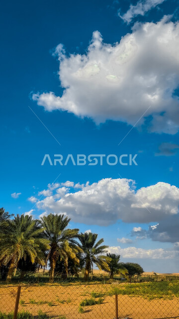 اشجار النخيل الخضراء، مزارع النخيل، محاصيل زراعية، الطبيعة الخضراء، زراعة اشجار النخيل، مناظر طبيعية، خلفية الطبيعة