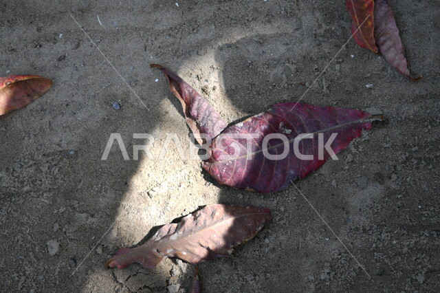 صورة مقربة لورقة شجرة حمراء على الأرض، تساقط ورق الاشجار، اوراق الاشجار الجافة، تربة، مناظر طبيعية، تغيرات مناخية، فصل الخريف