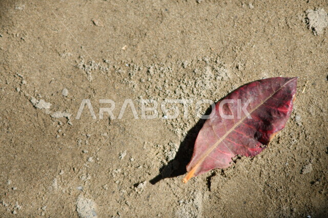 صورة مقربة لورقة شجرة حمراء على الأرض، تساقط ورق الاشجار، اوراق الاشجار الجافة، تربة، مناظر طبيعية، تغيرات مناخية، فصل الخريف