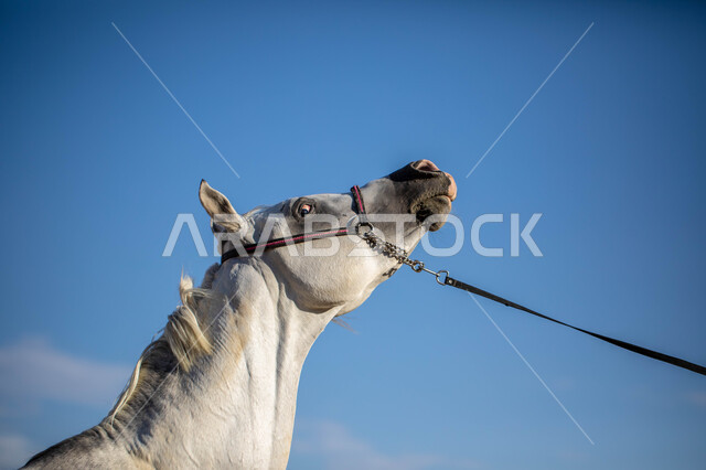 صورة مقربة لخيل عربي أصيل أشهب اللون ، تربية وتدريب الخيول بالمملكة العربية السعودية ، الخيل العربي الأصيل ، حصان مزيج من اللونين الأبيض والأسود
