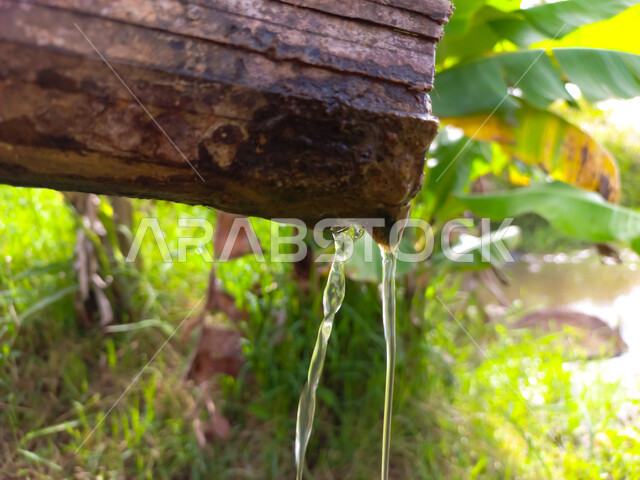 صورة مقربة لينبوع من قطع الخيزران القديمة في الطبيعة, تدفق الماء من الينبوع, خلفية الطبيعة  .