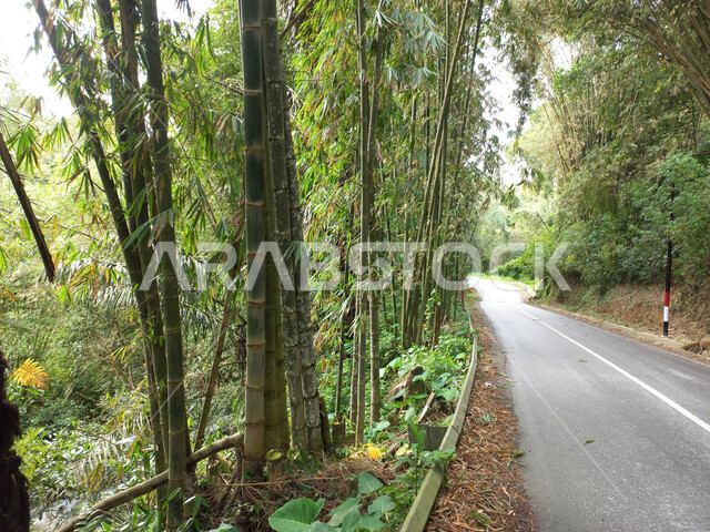 أشجار الخيزران التي تزدهر بجانب الطريق, في الغابات الاستوائية وشبه الاستوائية , الاشجار بجانب الطريق, خلفية الطبيعة .