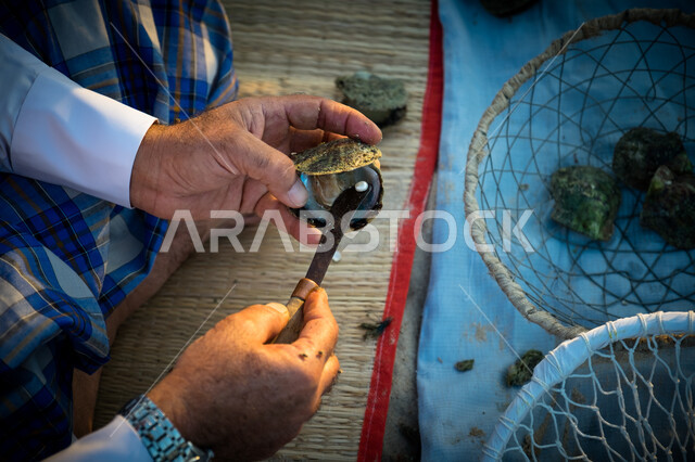 صورة مقربة ليد رجل يقوم بإخراج اللؤلؤ من الصدف ، لؤلؤ طبيعي ، مهن وحرف يدوية