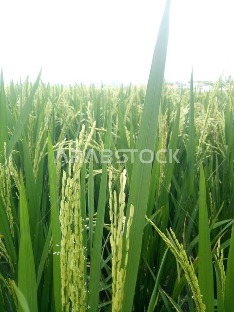 صورة مقربة لبذور الارز, حقل الارز, محاصيل زراعية, مزارع الارز, اراضي زراعية خضراء, خلفية الطبيعة .