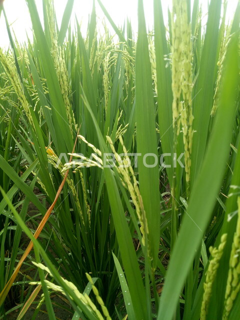 صورة مقربة لبذور الارز, حقل الارز, محاصيل زراعية, مزارع الارز, اراضي زراعية خضراء, خلفية الطبيعة .