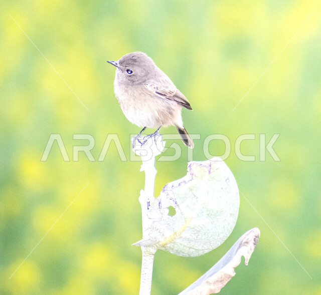 Close-up of a little bird on a tree branch, nature reserve, bird breeding, landscape, nature background