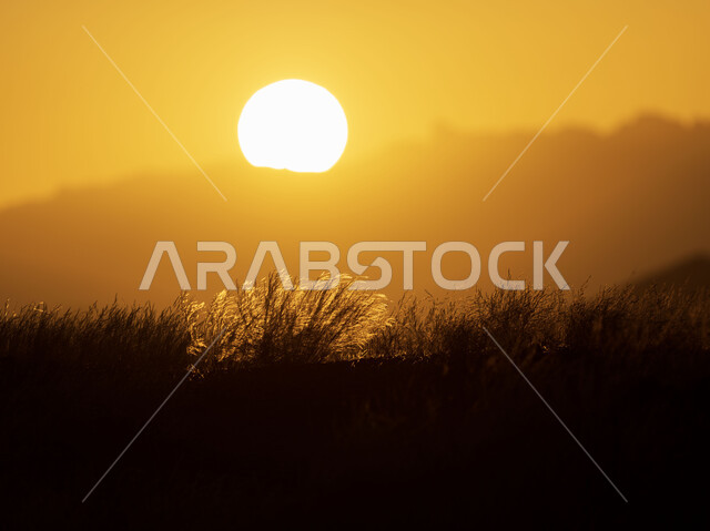 نباتات عشبية وقت غروب الشمس، الجبال والمرتفعات، مناظر طبيعية، خلفية الطبيعة