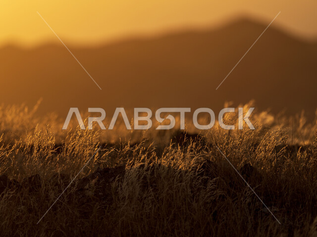 نباتات عشبية وقت غروب الشمس، الجبال والمرتفعات، مناظر طبيعية، خلفية الطبيعة