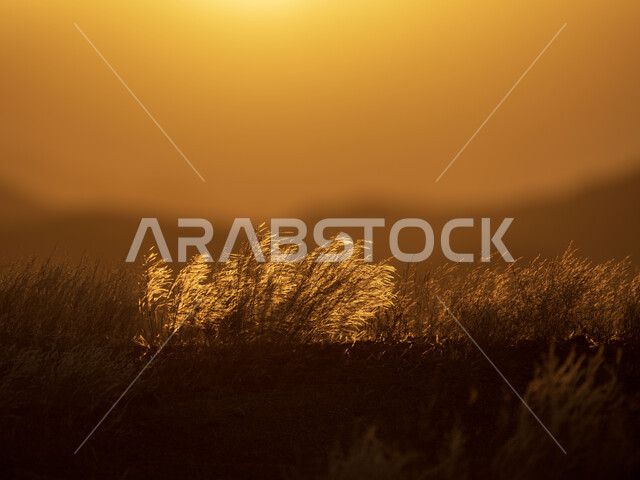 نباتات عشبية وقت غروب الشمس، الجبال والمرتفعات، مناظر طبيعية، خلفية الطبيعة