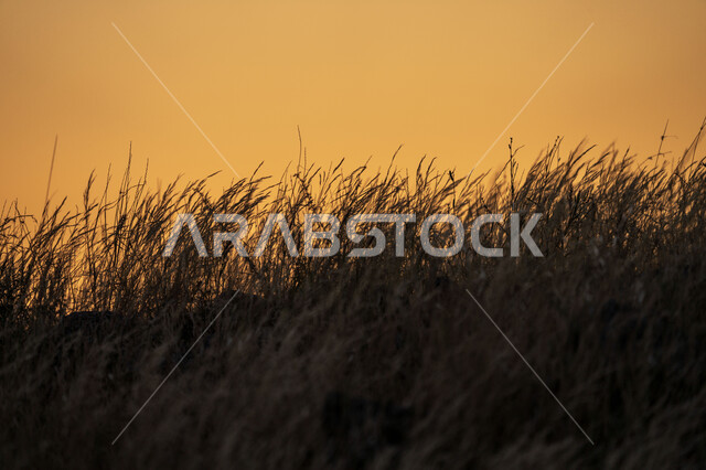 نباتات عشبية وقت غروب الشمس، الجبال والمرتفعات، مناظر طبيعية، خلفية الطبيعة