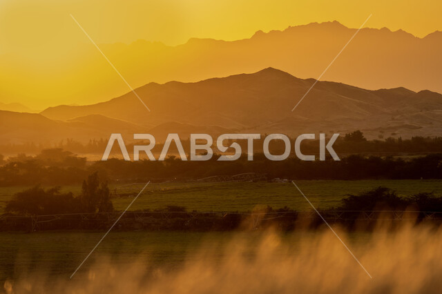 الاشجار والنباتات الخضراء وقت غروب الشمس، الجبال والمرتفعات، الطبيعة الخضراء، مناظر طبيعية، خلفية الطبيعة